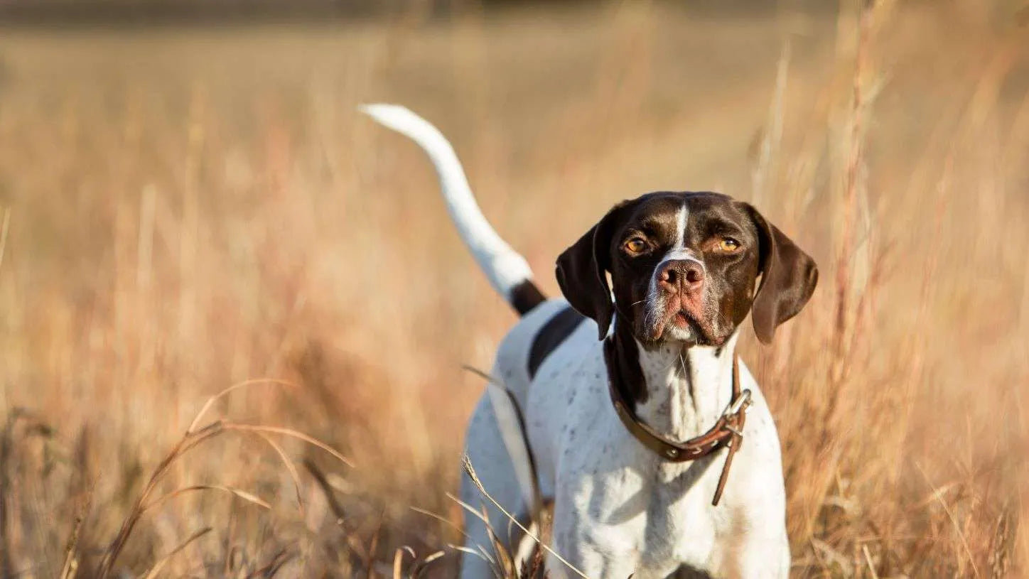 Gundogger Training Gear & Dog Equipment