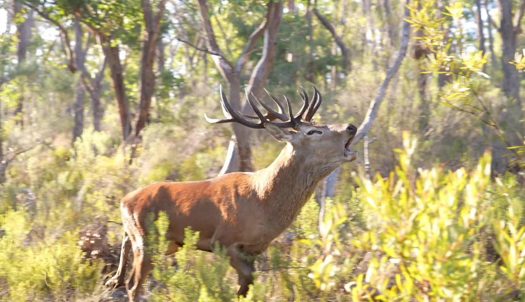 How to Hind Call Red Deer Stags (Step-by-Step) | Bowhunting the Rut