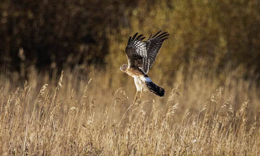 Pheasant Hunting