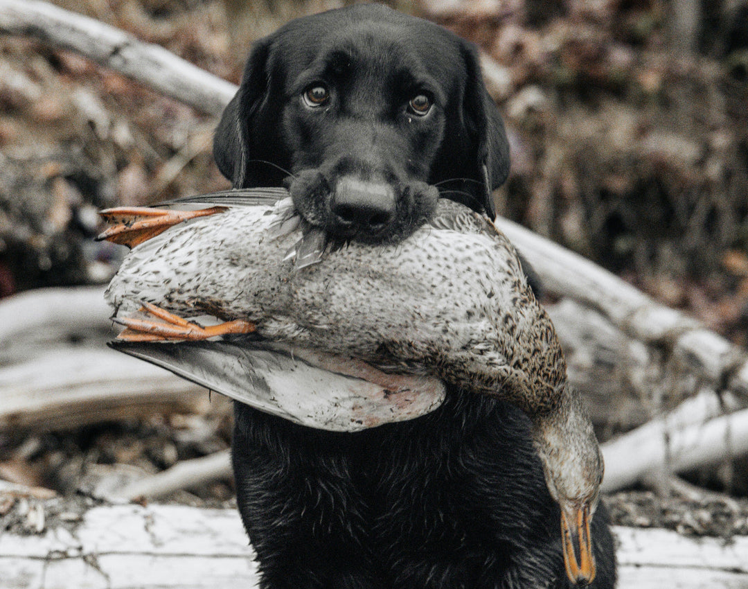 Dog Hunting: A Complete Guide for Australian Hunters