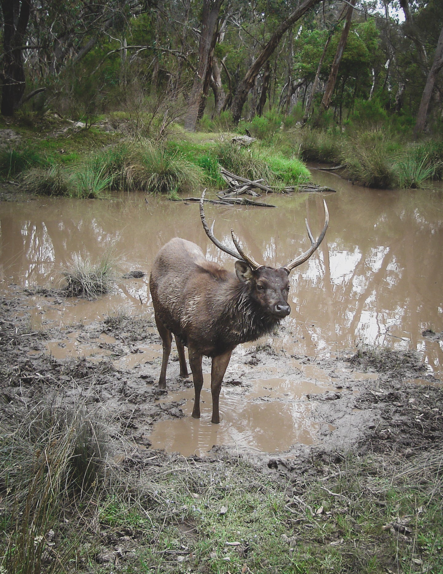 Trail Cameras