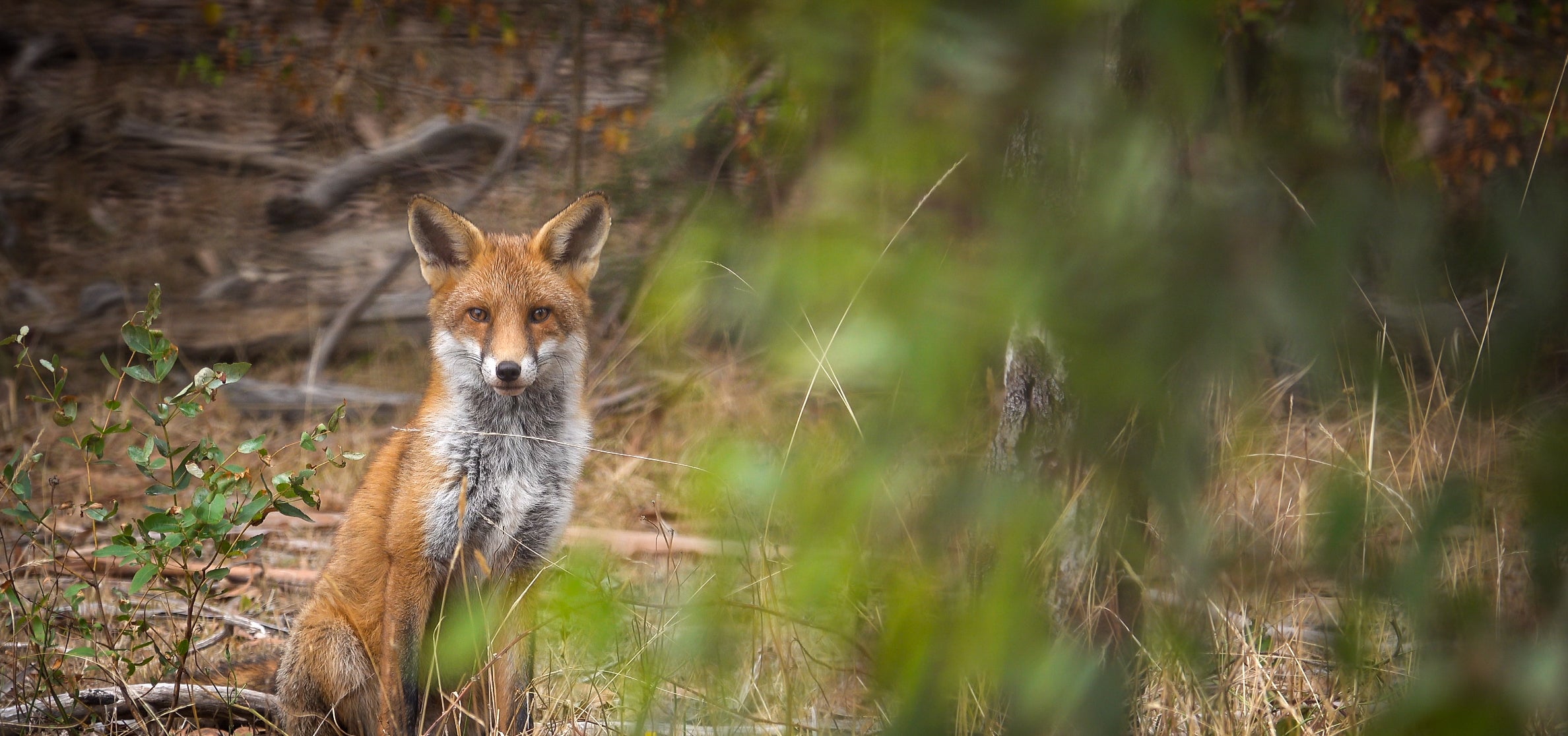 Fox Whistles