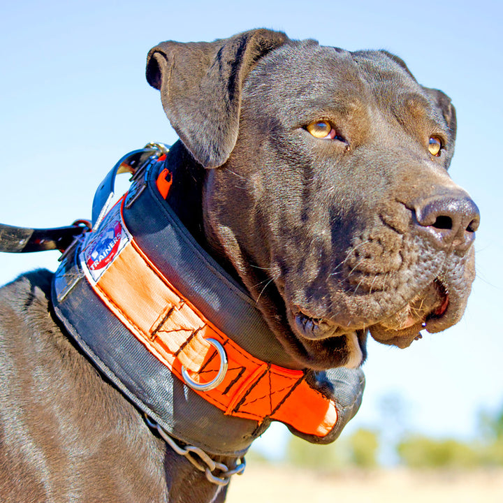 DogMaster Rip Dog Tracking Collar Protector